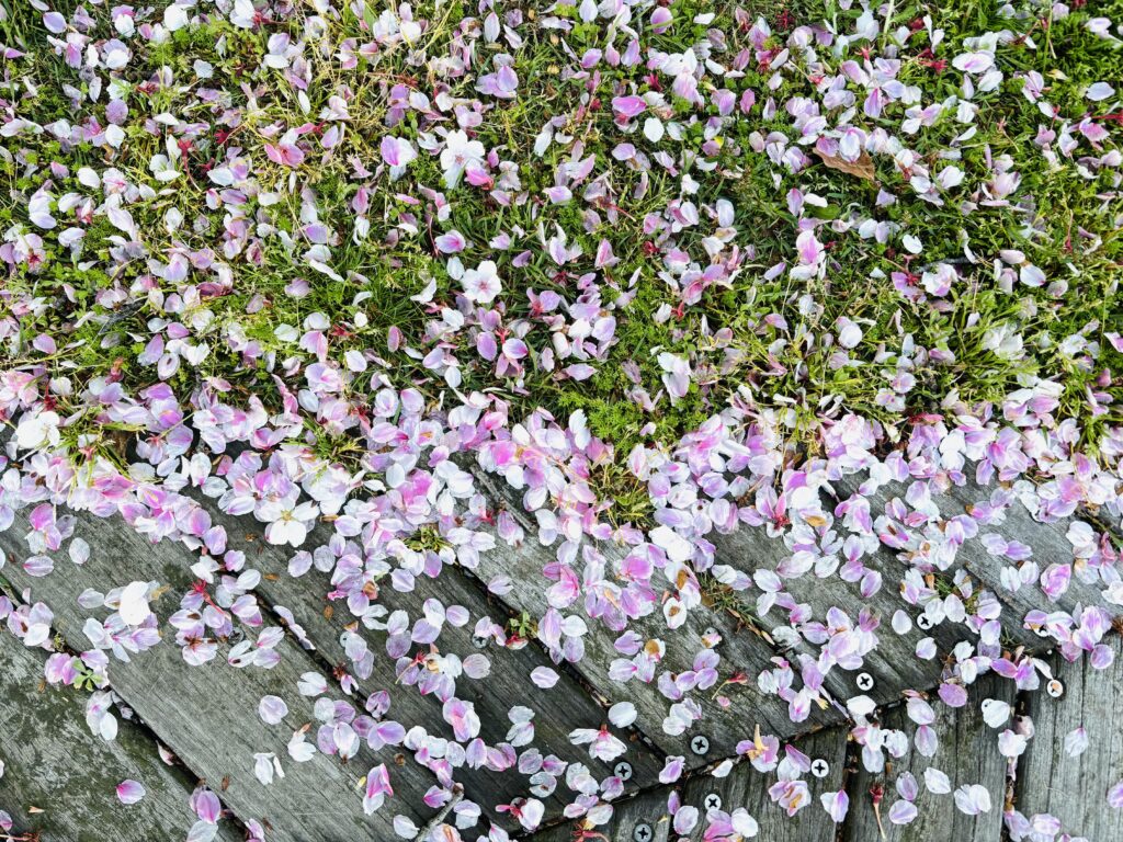 芝生の上に桜の花びらが散っている写真